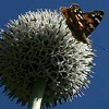 Red admiral on Echinops ritro alba - abriachan nurseries